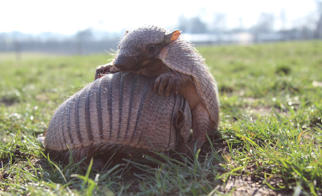 Volunteering in BIAZA Zoos and Aquariums